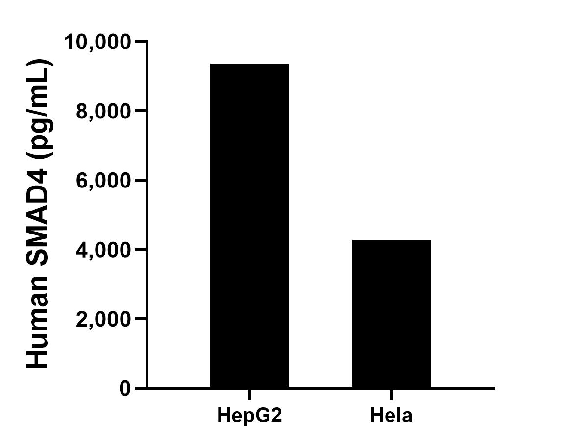 The mean human SMAD4 concentration was determined to be 9,362.0 pg/mL in HepG2 cell extract based on a 6.0 mg/mL extract load and 4,272.2 pg/mL in HL-60 cell extract based on a 3 mg/mL extract load.